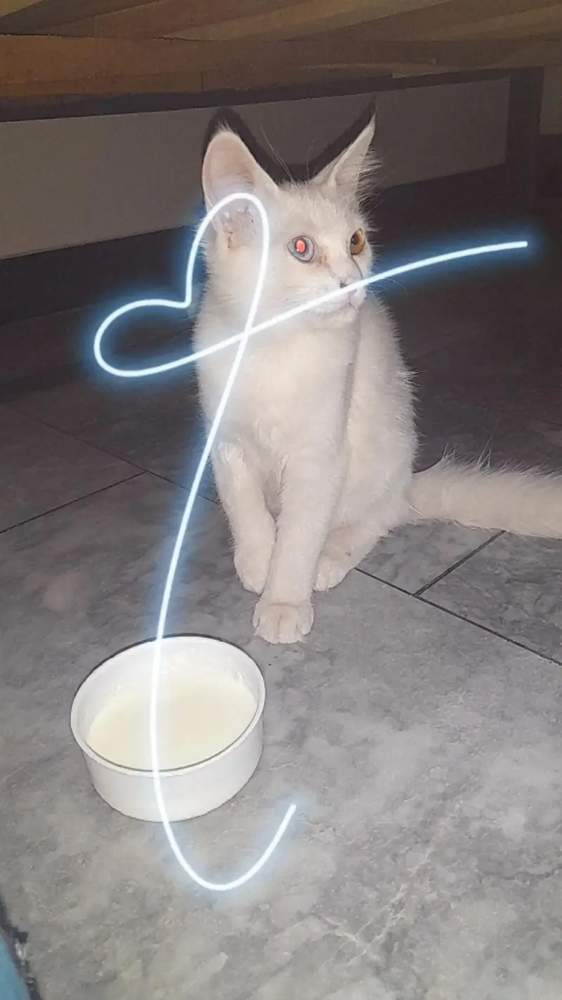 Persian cat for sale — photo 3