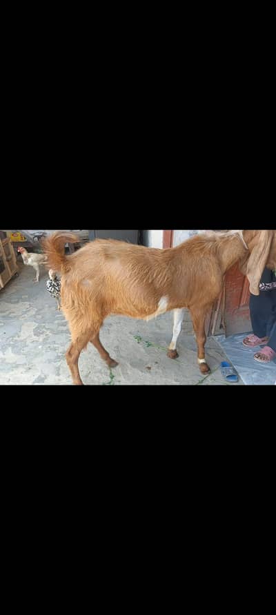 Kona breedar Bakra for sale