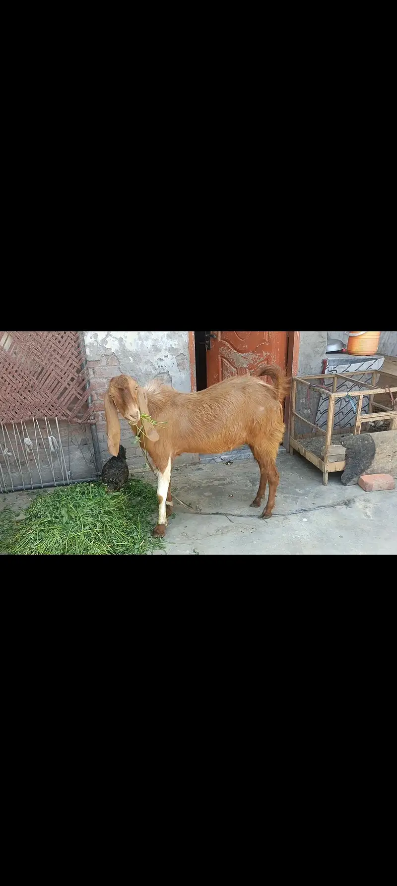 Kona breedar Bakra for sale — photo 2