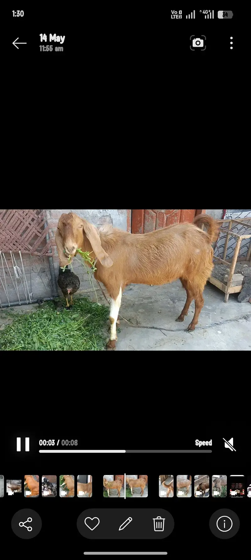 Kona breedar Bakra for sale — photo 3