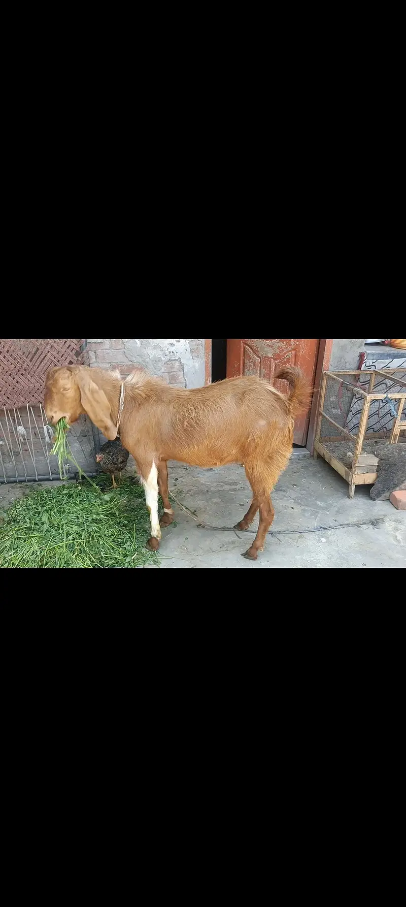 Kona breedar Bakra for sale — photo 4