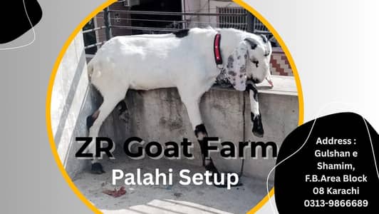 Goat Palahi Service available