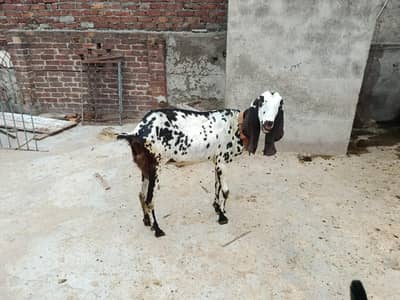 goats for sale