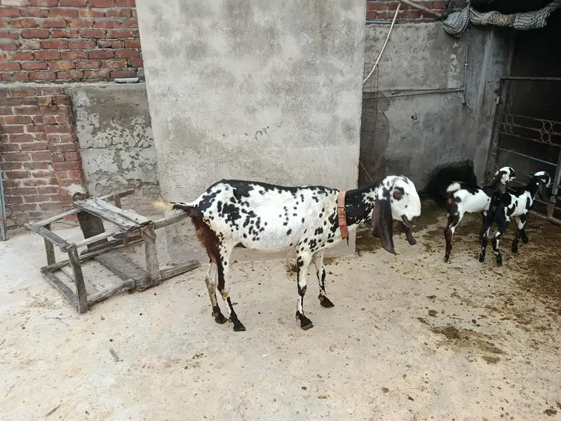 goats for sale — photo 2