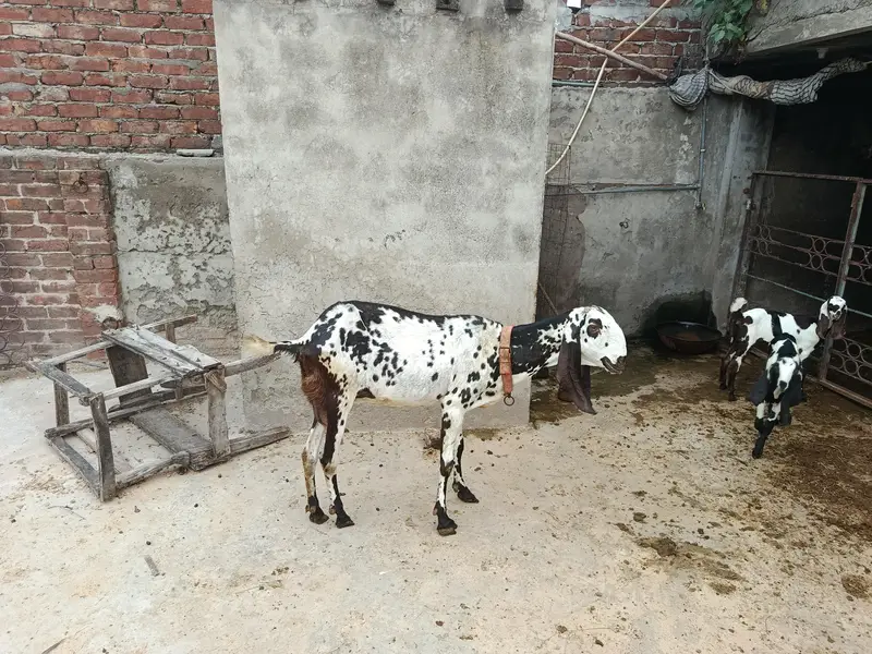 goats for sale — photo 3