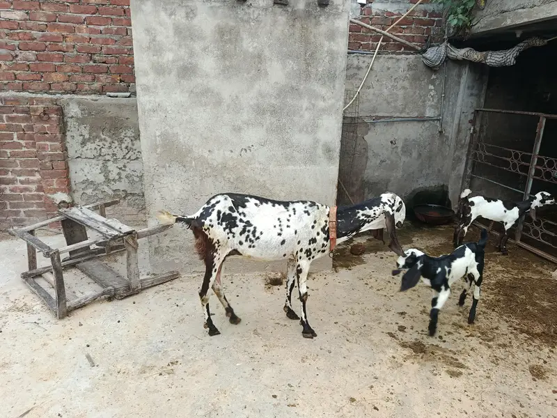 goats for sale — photo 4
