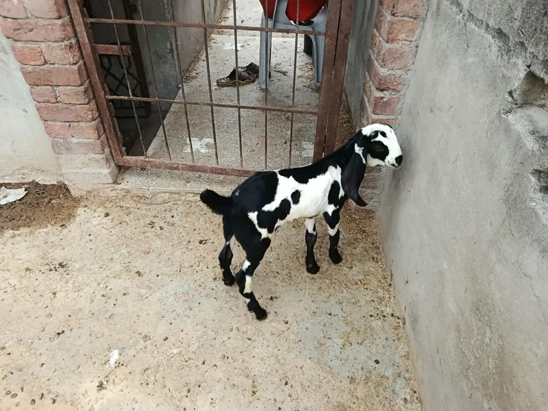 goats for sale — photo 5