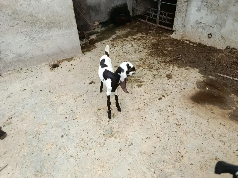 goats for sale — photo 6