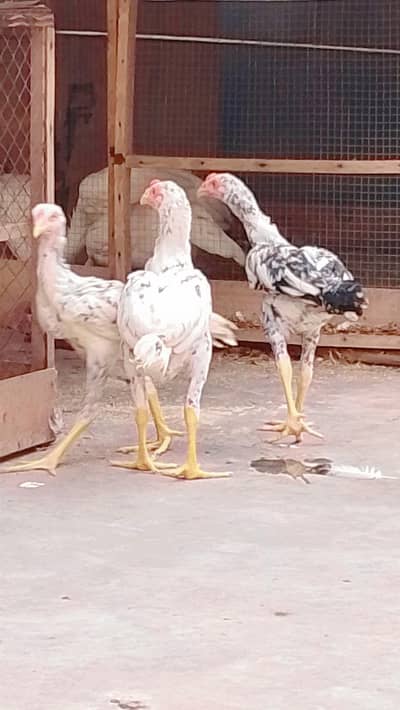 Pakistani Aseel Chicks | Aseel Chicks