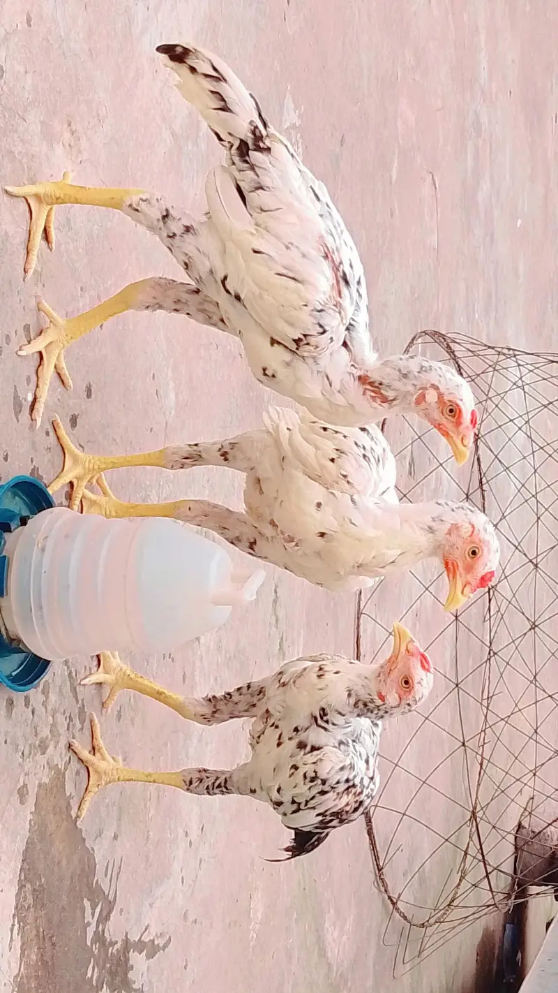 Pakistani Aseel Chicks | Aseel Chicks — photo 3