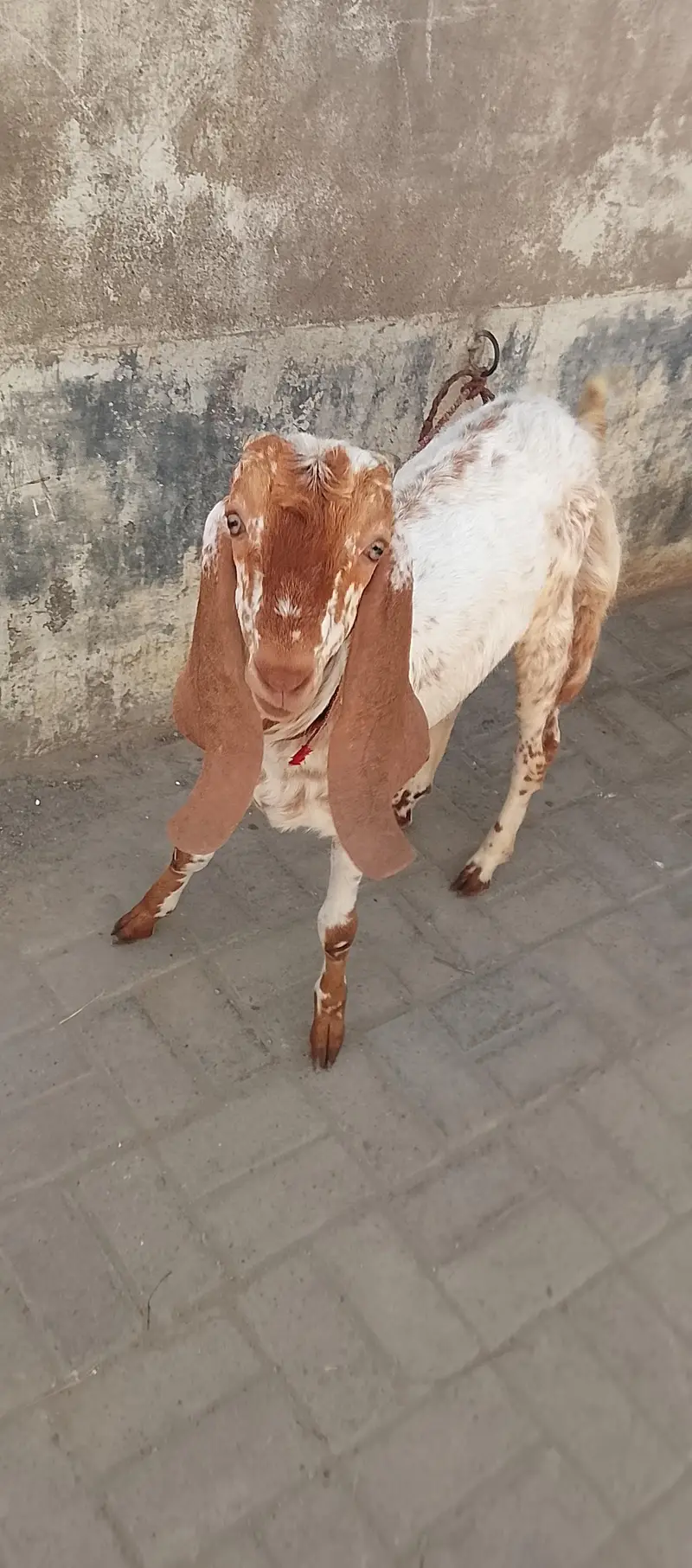 Makhachena pior dbul Haddi pe he 03172561399 what's Vido mljaaygi — photo 2