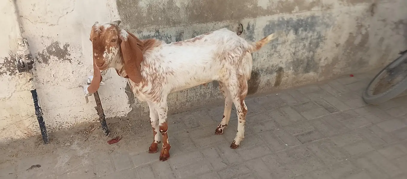 Makhachena pior dbul Haddi pe he 03172561399 what's Vido mljaaygi — photo 3