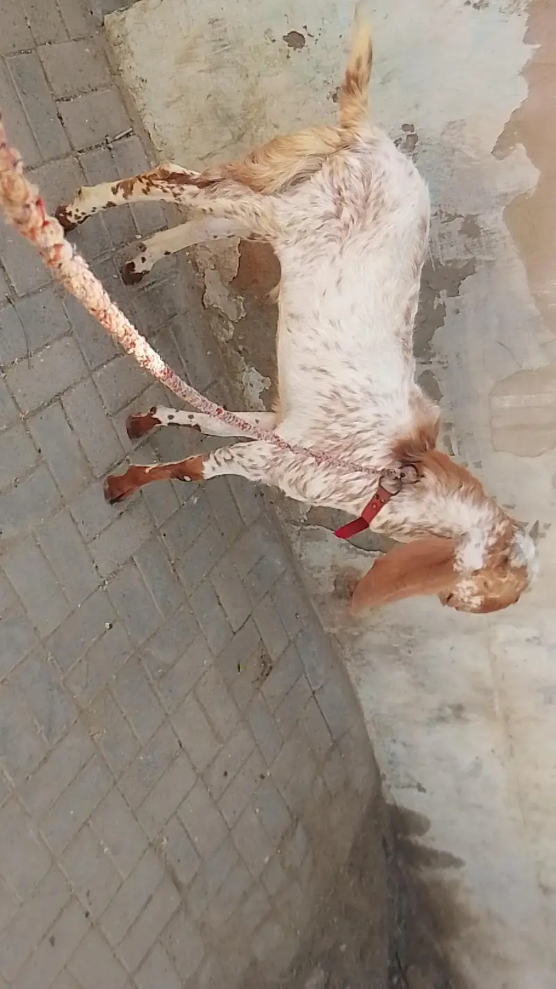 Makhachena pior dbul Haddi pe he 03172561399 what's Vido mljaaygi — photo 6