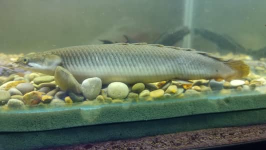Big Fishes for Big Tank | Senegal Bichir, Knife Fish, Blue Line Shark
