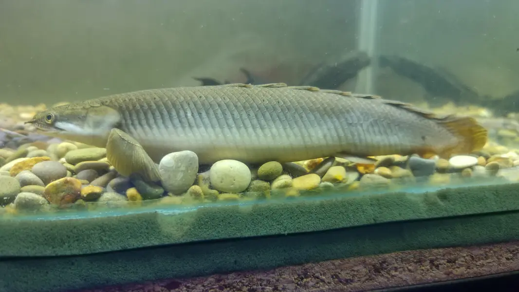 Big Fishes for Big Tank | Senegal Bichir, Knife Fish, Blue Line Shark