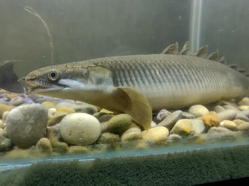Big Fishes for Big Tank | Senegal Bichir, Knife Fish, Blue Line Shark — photo 2