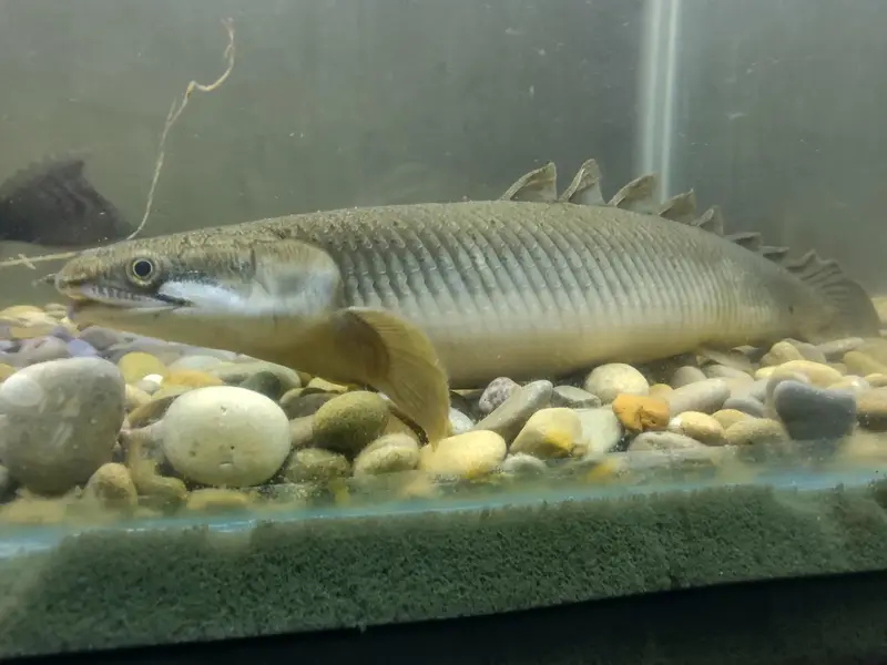 Big Fishes for Big Tank | Senegal Bichir, Knife Fish, Blue Line Shark — photo 3