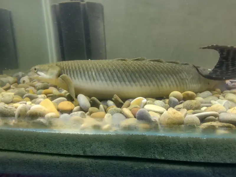 Big Fishes for Big Tank | Senegal Bichir, Knife Fish, Blue Line Shark — photo 4