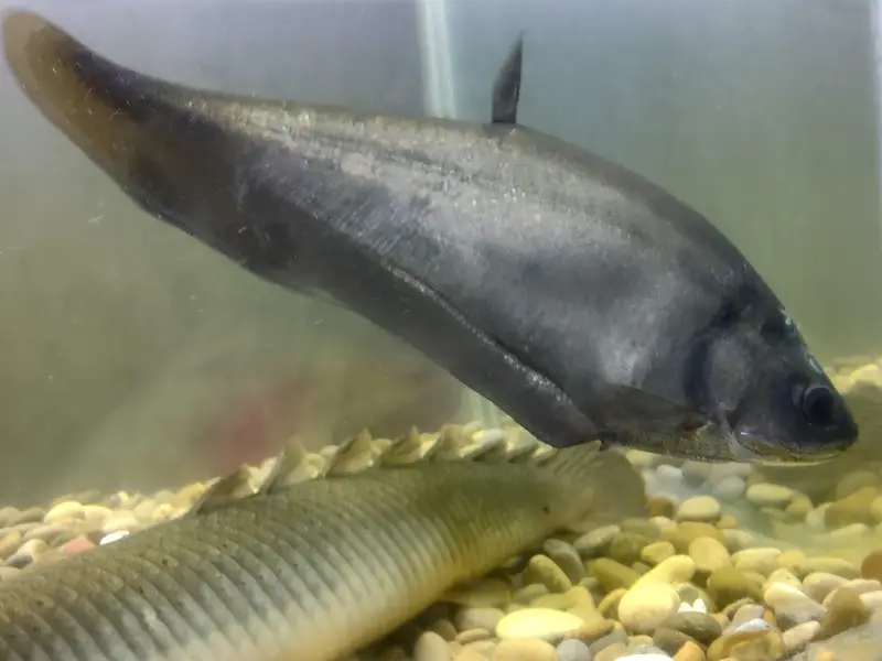 Big Fishes for Big Tank | Senegal Bichir, Knife Fish, Blue Line Shark — photo 5