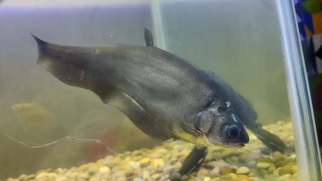 Big Fishes for Big Tank | Senegal Bichir, Knife Fish, Blue Line Shark — photo 6
