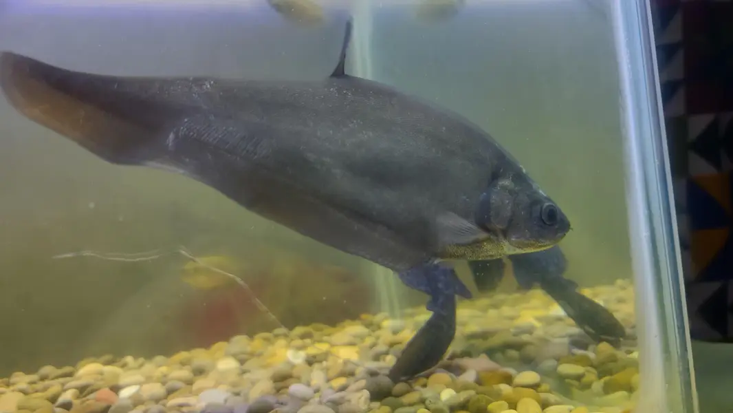 Big Fishes for Big Tank | Senegal Bichir, Knife Fish, Blue Line Shark — photo 7