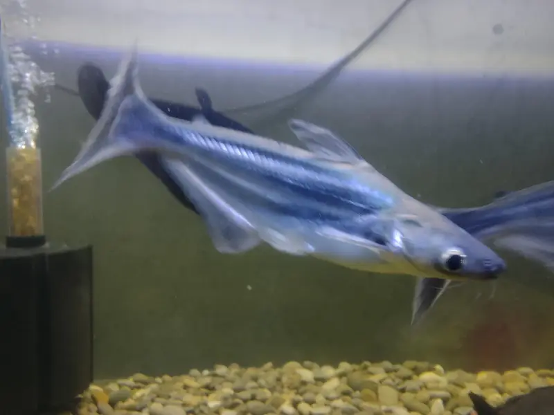 Big Fishes for Big Tank | Senegal Bichir, Knife Fish, Blue Line Shark — photo 8