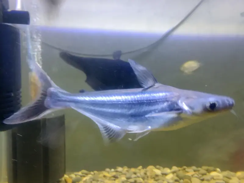 Big Fishes for Big Tank | Senegal Bichir, Knife Fish, Blue Line Shark — photo 9