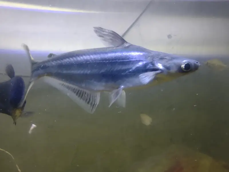 Big Fishes for Big Tank | Senegal Bichir, Knife Fish, Blue Line Shark — photo 10