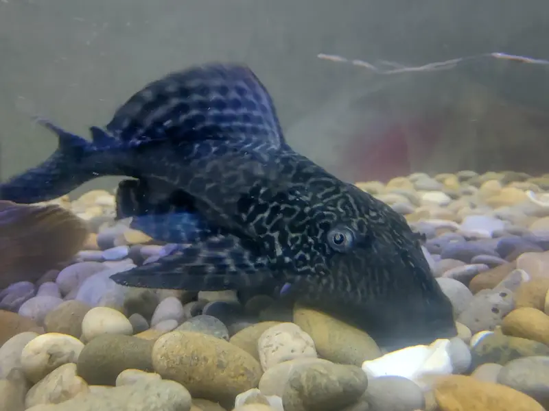 Big Fishes for Big Tank | Senegal Bichir, Knife Fish, Blue Line Shark — photo 11