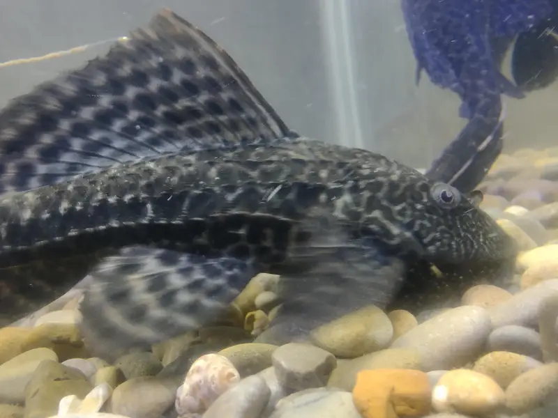 Big Fishes for Big Tank | Senegal Bichir, Knife Fish, Blue Line Shark — photo 12
