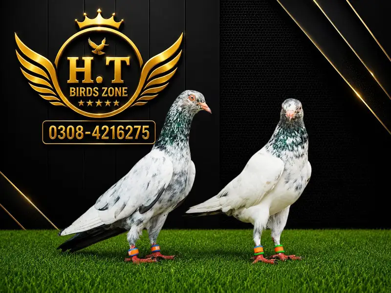 MASHALLAH TASVEER WALA BREDER JORA  ( 322-0147728)  ( 0308-4216275 ) — photo 3