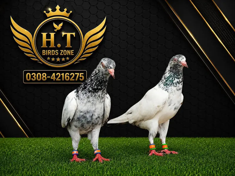 MASHALLAH TASVEER WALA BREDER JORA  ( 322-0147728)  ( 0308-4216275 ) — photo 6