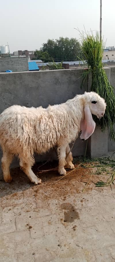 female kajli