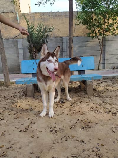 pure bred Siberian husky available for stud