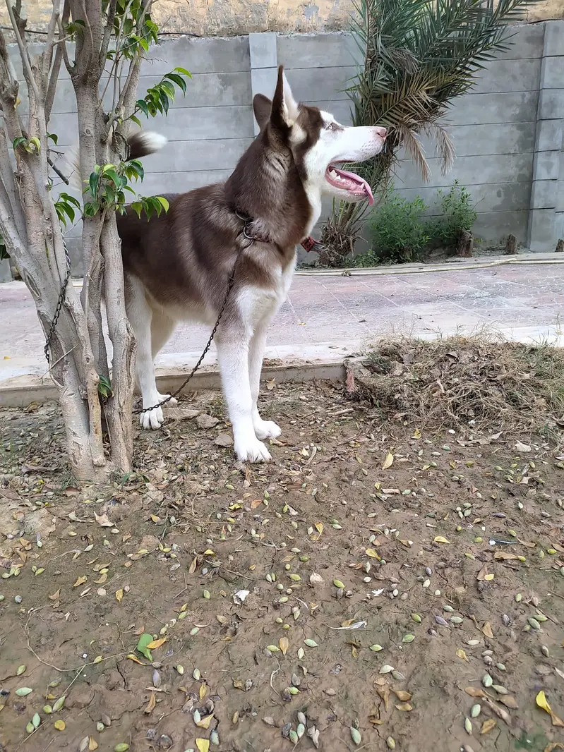 pure bred Siberian husky available for stud — photo 3