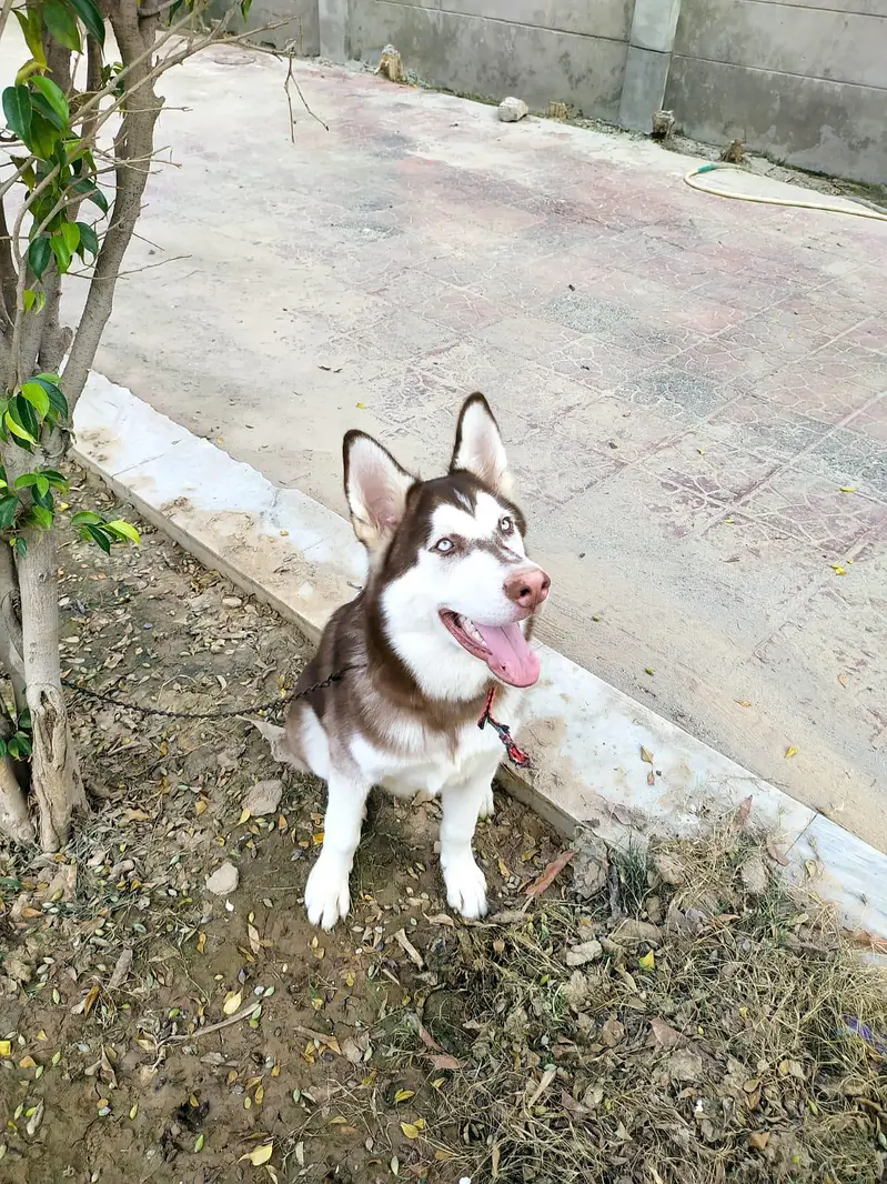 pure bred Siberian husky available for stud — photo 4