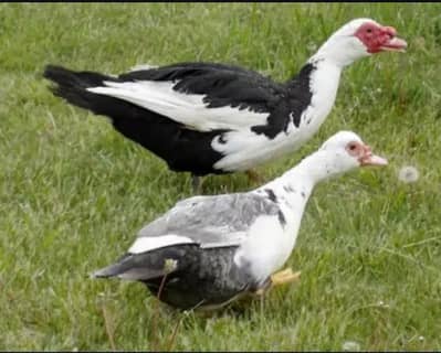 Muscovy female 03466773225