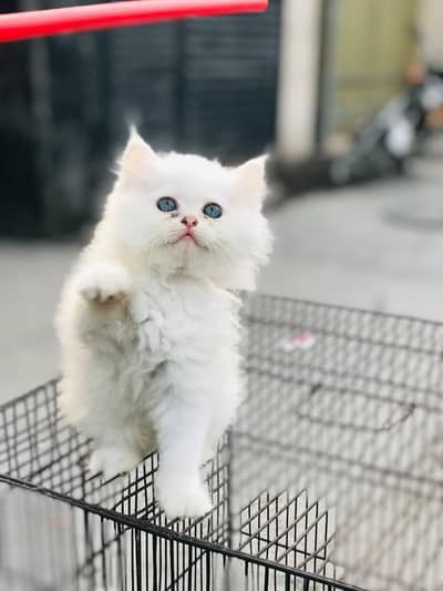 persian cats and kittens for sale wtsapp (0307/710/92/69)