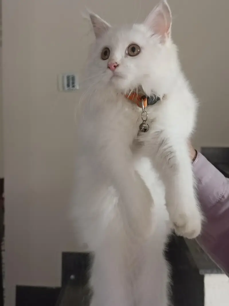 persian cats and kittens for sale wtsapp (0307/710/92/69) — photo 4