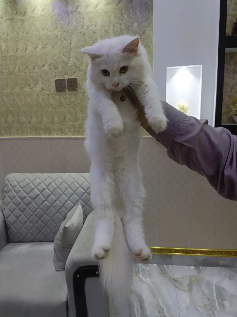 persian cats and kittens for sale wtsapp (0307/710/92/69) — photo 5
