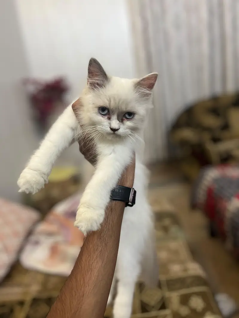 persian cats and kittens for sale wtsapp (0307/710/92/69) — photo 6