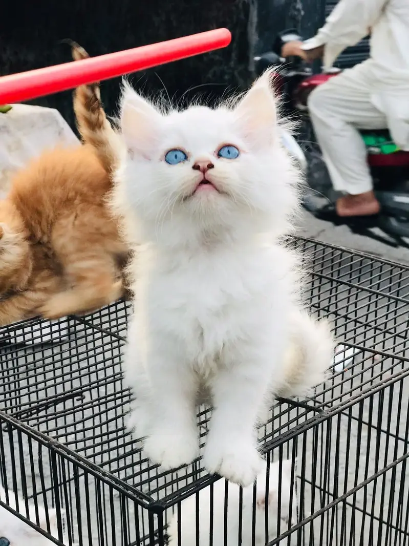 persian cats and kittens for sale wtsapp (0307/710/92/69) — photo 8