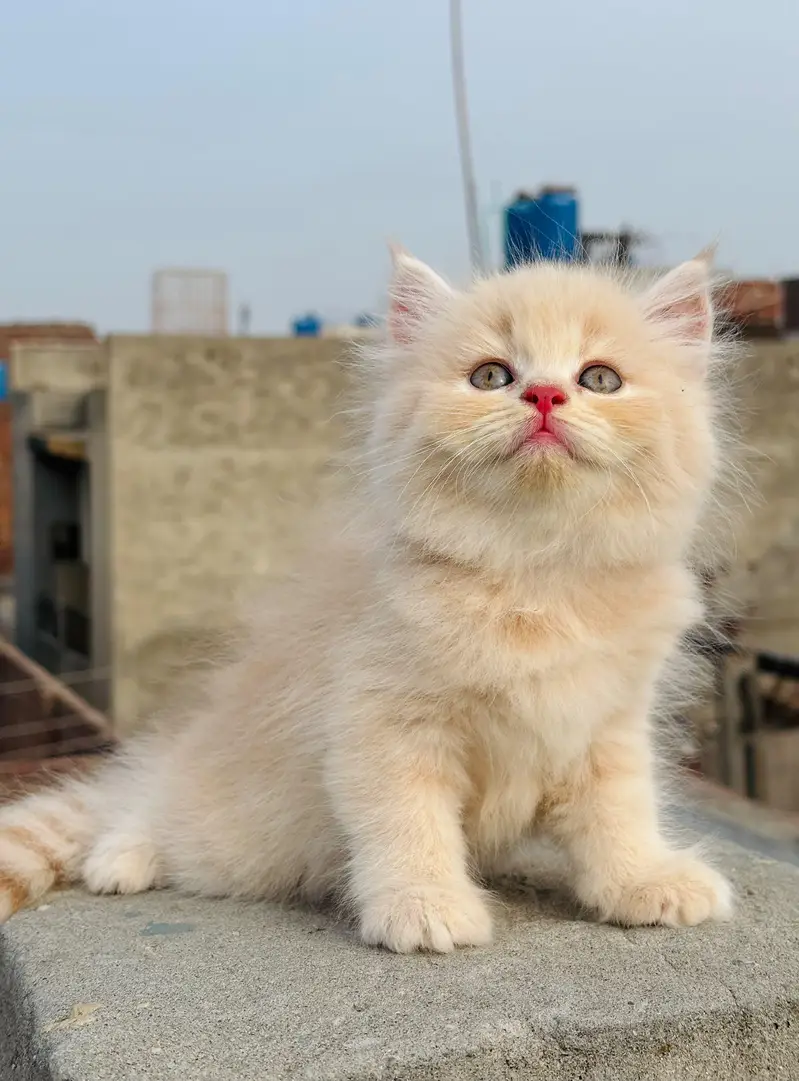 persian cats and kittens for sale wtsapp (0307/710/92/69) — photo 12