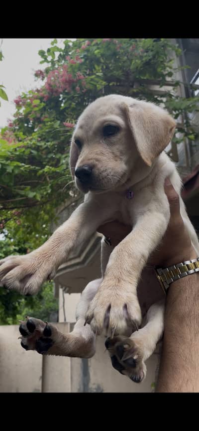 Labrador Female Puppy