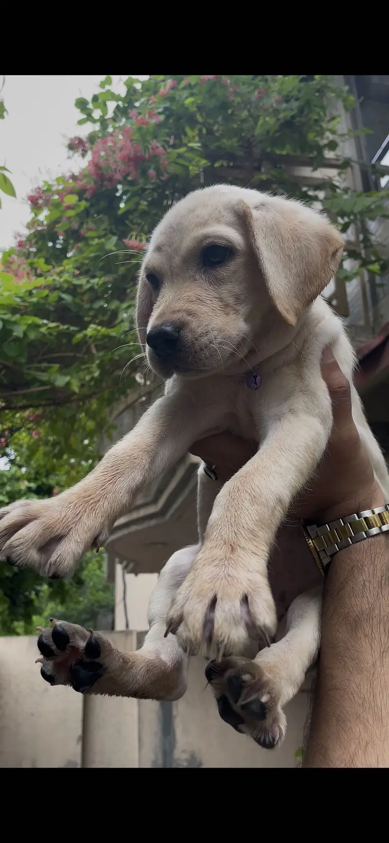 Labrador Female Puppy