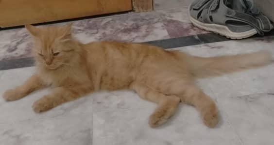 urgently sale
