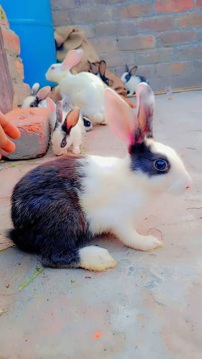3 Beautiful Female Rabbits (6 Months Old) - Black & White