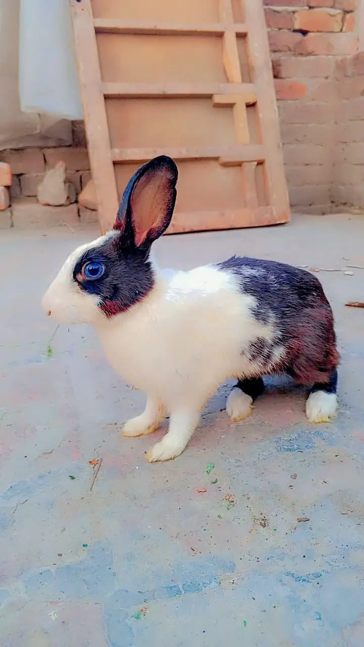 3 Beautiful Female Rabbits (6 Months Old) - Black & White — photo 2