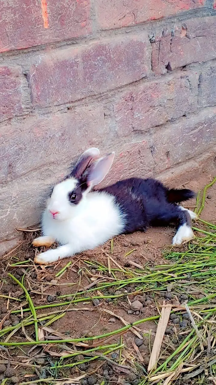 3 Beautiful Female Rabbits (6 Months Old) - Black & White — photo 3