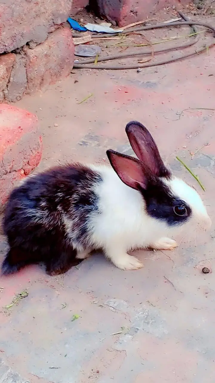 3 Beautiful Female Rabbits (6 Months Old) - Black & White — photo 4